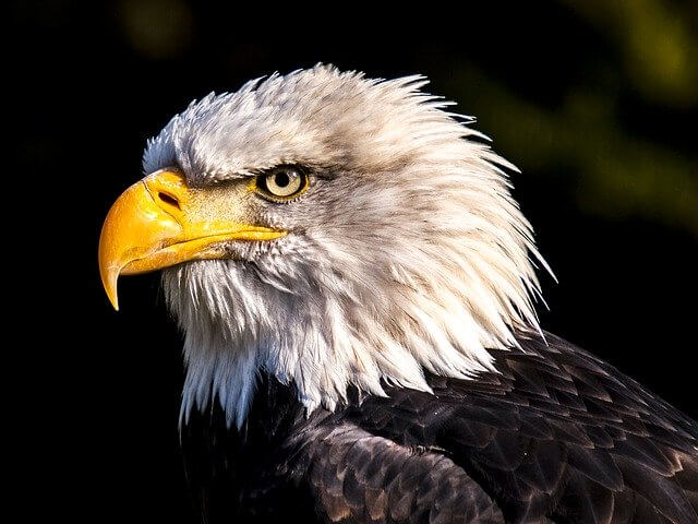 Águila calva, estados unidos de américa