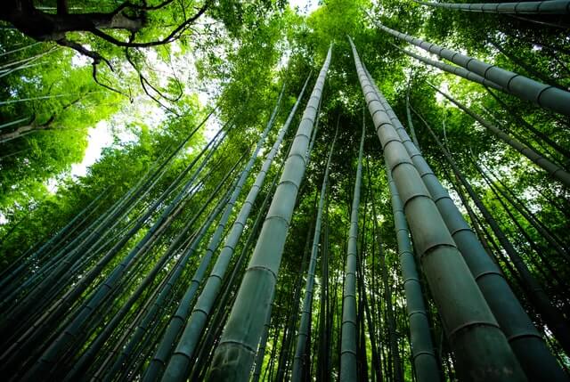 Simbolismo de bambú que significa lealtad