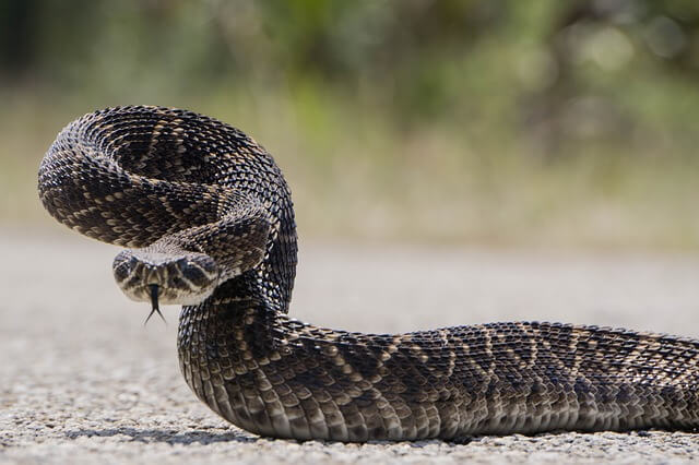 Reptil del estado de la serpiente de cascabel